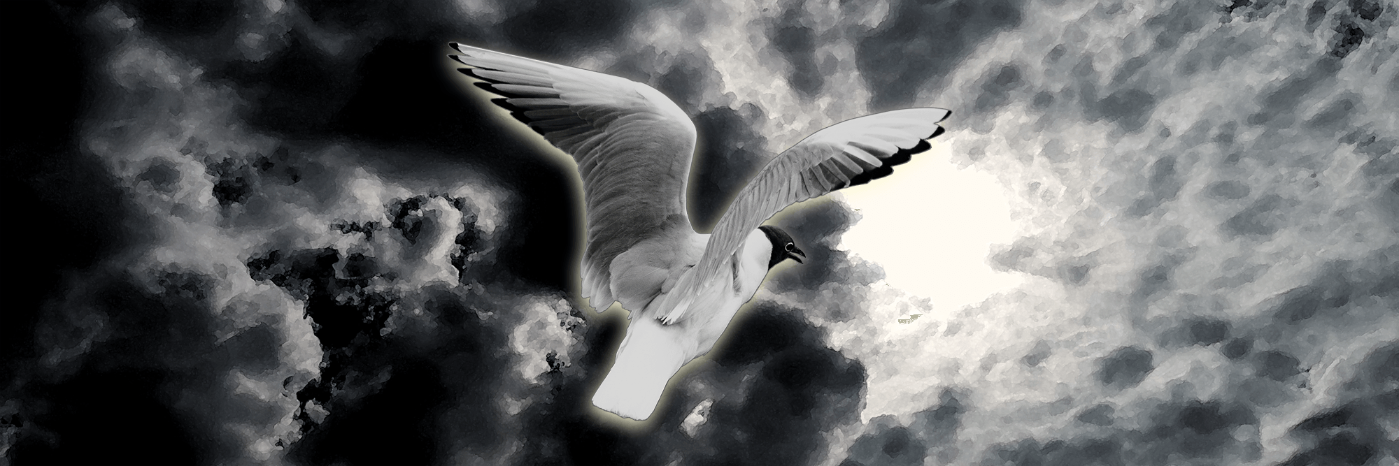 Flygande fiskmås en mystisk kväll.